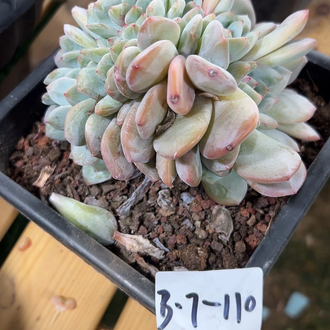 37-110橙子缀化多肉瑕疵