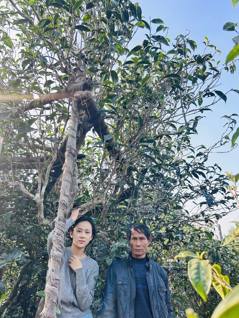 【福妹优选】2020年永德勐板古树单株  150克装龙珠