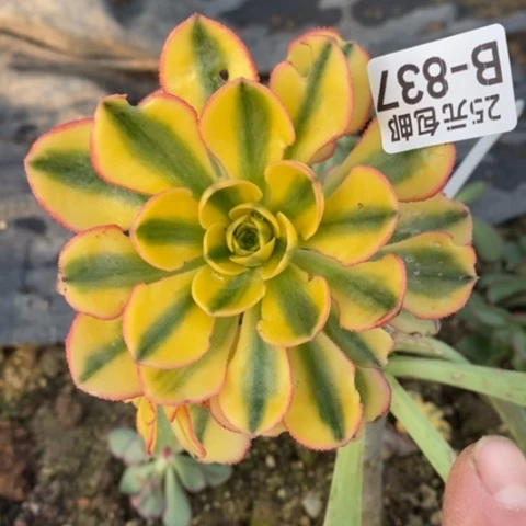 837嫁接太阳神满25包邮多肉