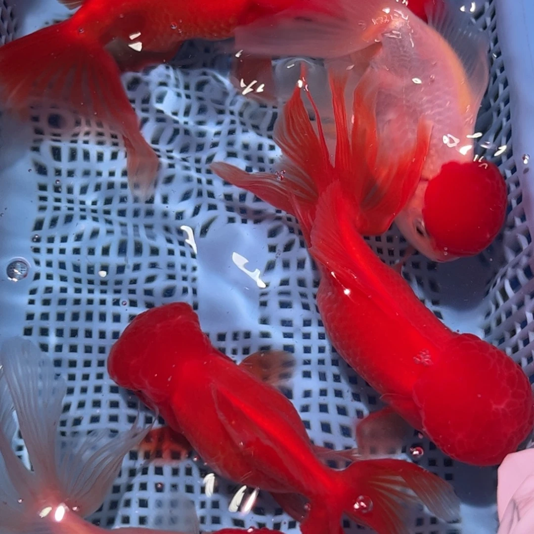 狮头鱼直播间一物一拍