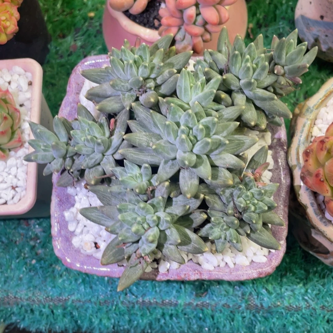 乌拉克拉多肉植物盆栽多肉