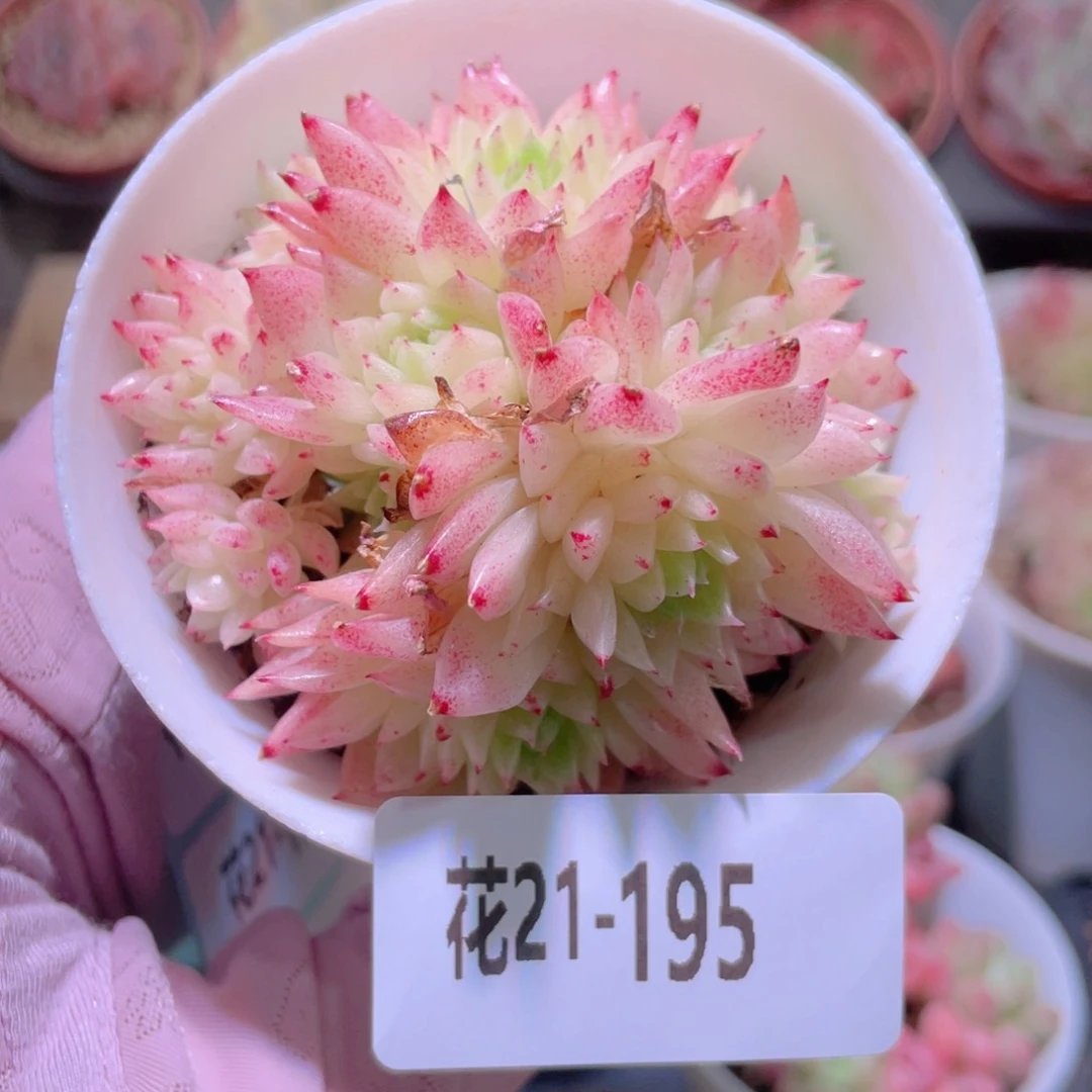 花利美21-195麦秆群