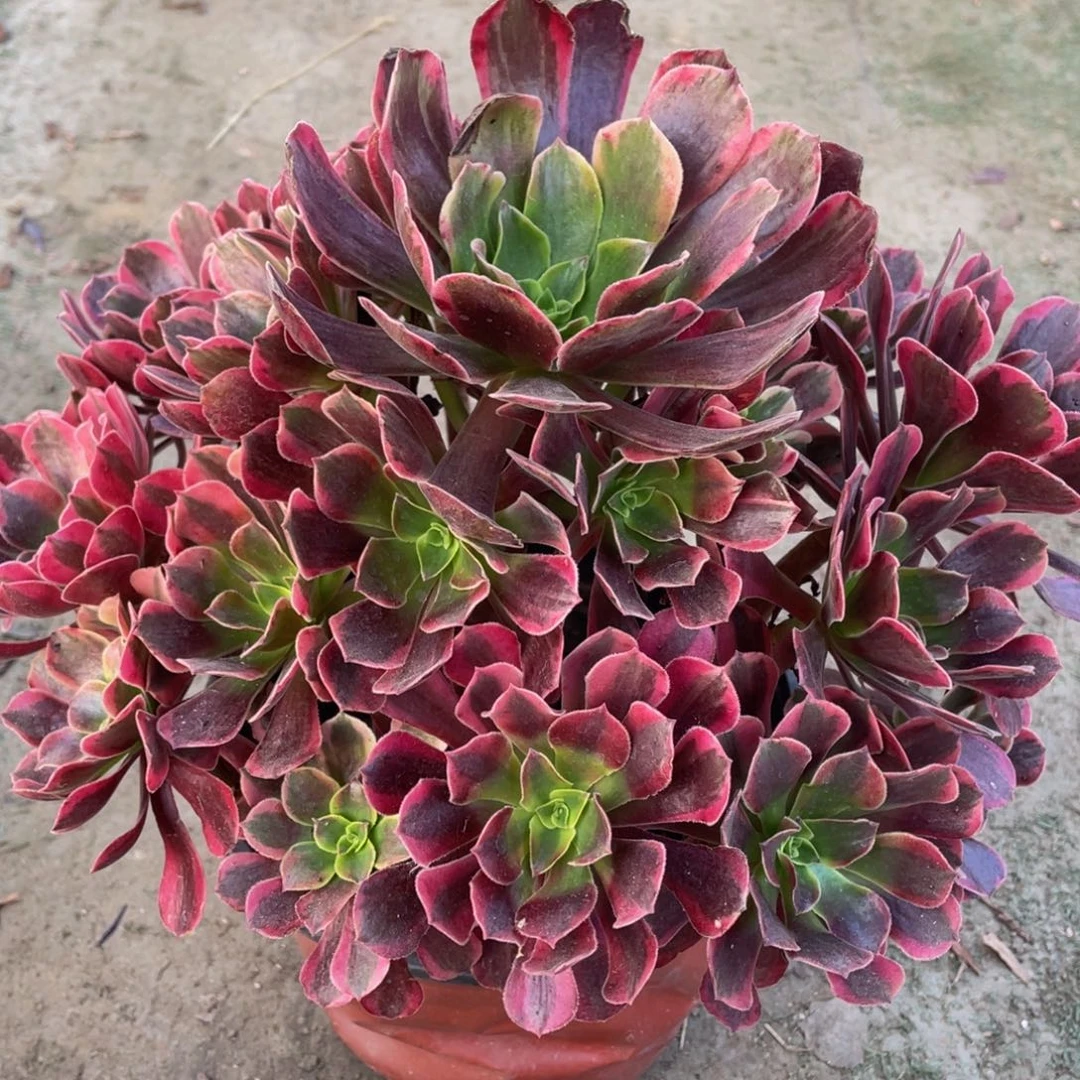 457凤冠精品法师多肉