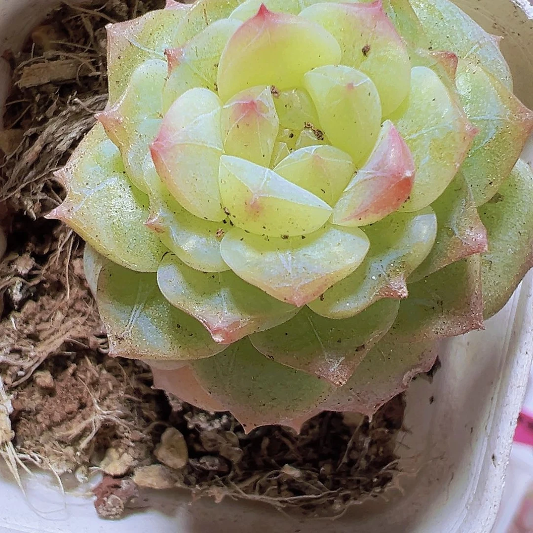 单头七仙女19包邮多肉