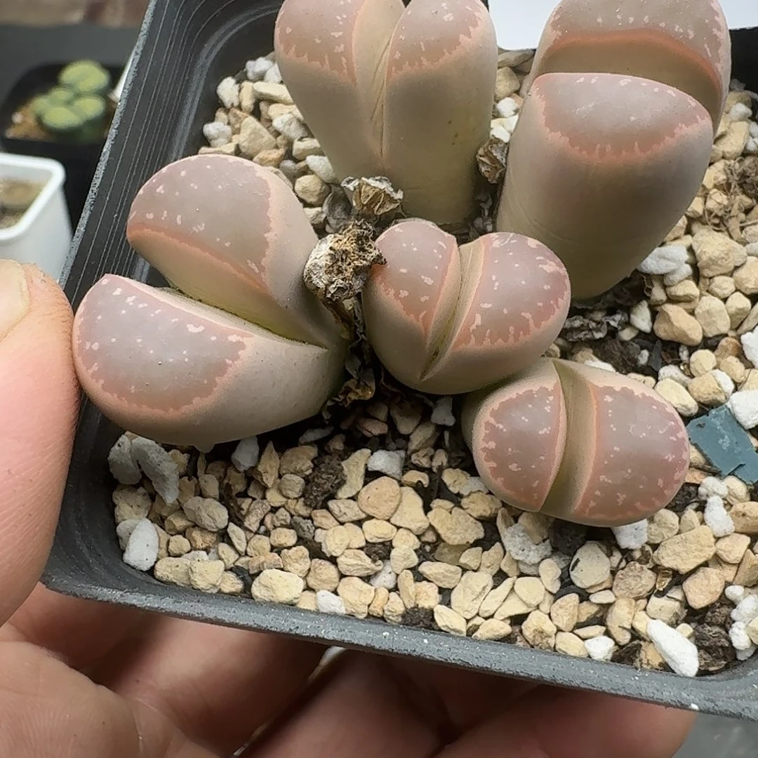 633多肉哈哈哈哈哈哈