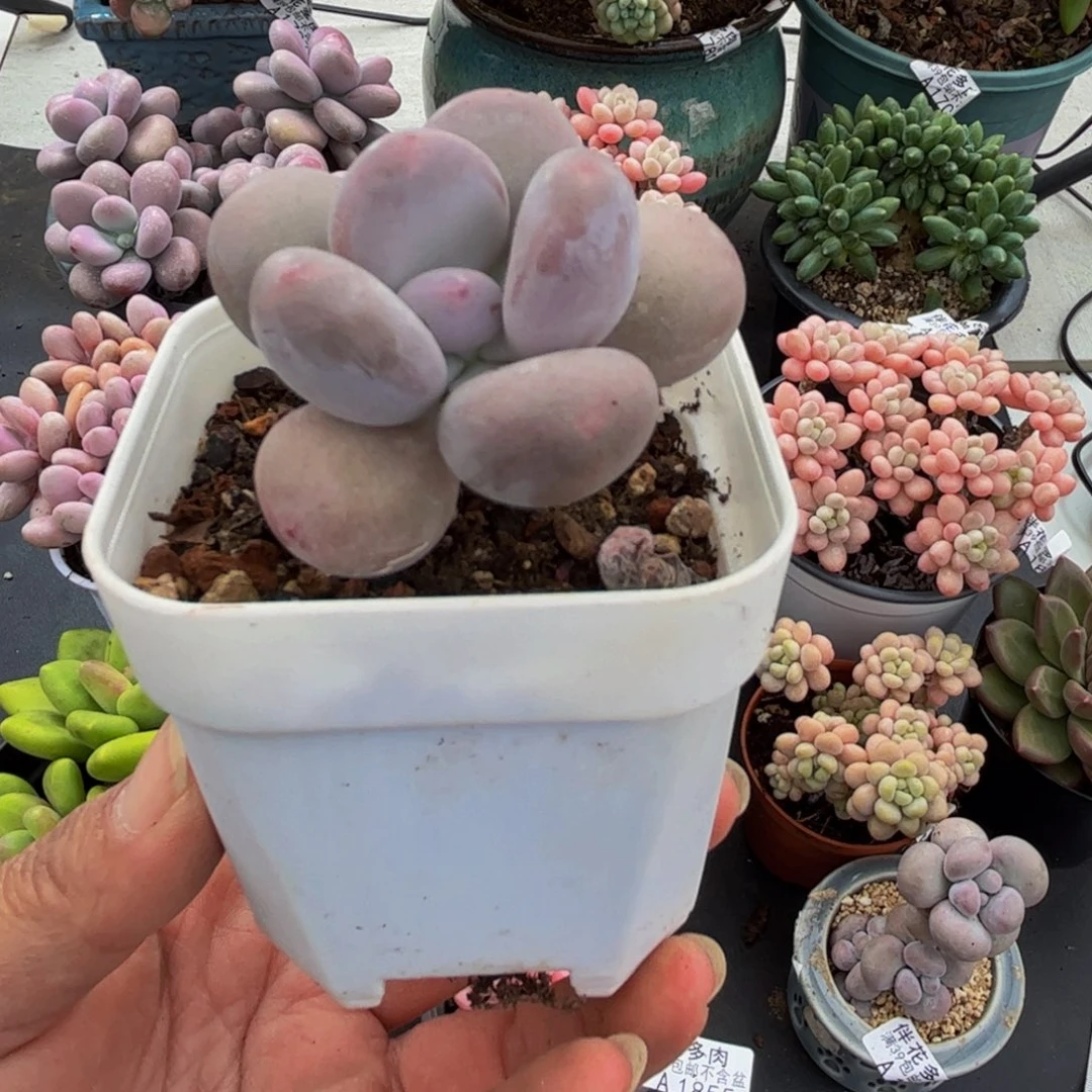 1917蛋黄奶5cm多肉