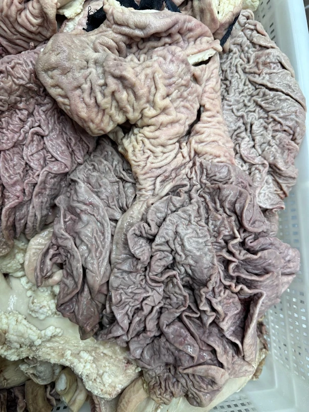 新鲜小黄牛牛小肚/牛伞肚/桃花肚 半熟