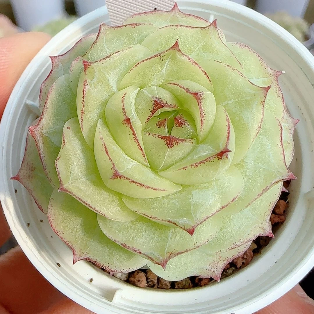 1127-114（女王-1）优选