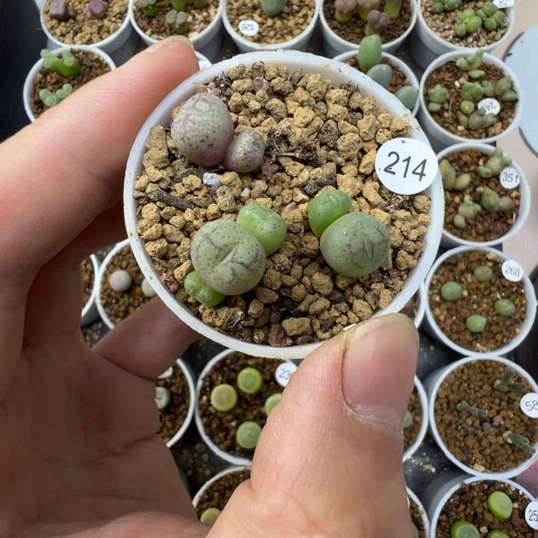 猴脸一颗脱土2140000