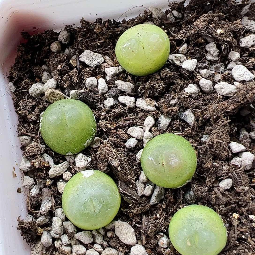 无花朵拉登脱土发看好再拍
