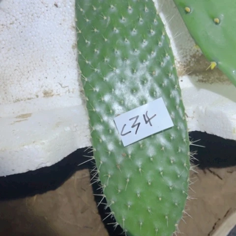 C34仙人掌叶片一个10