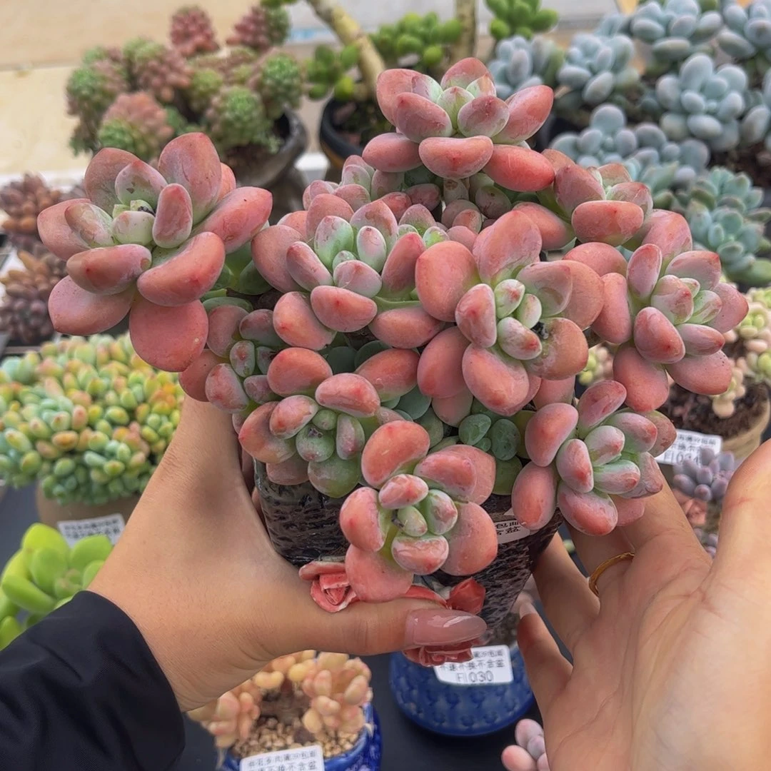 037-红洛神多肉15cm