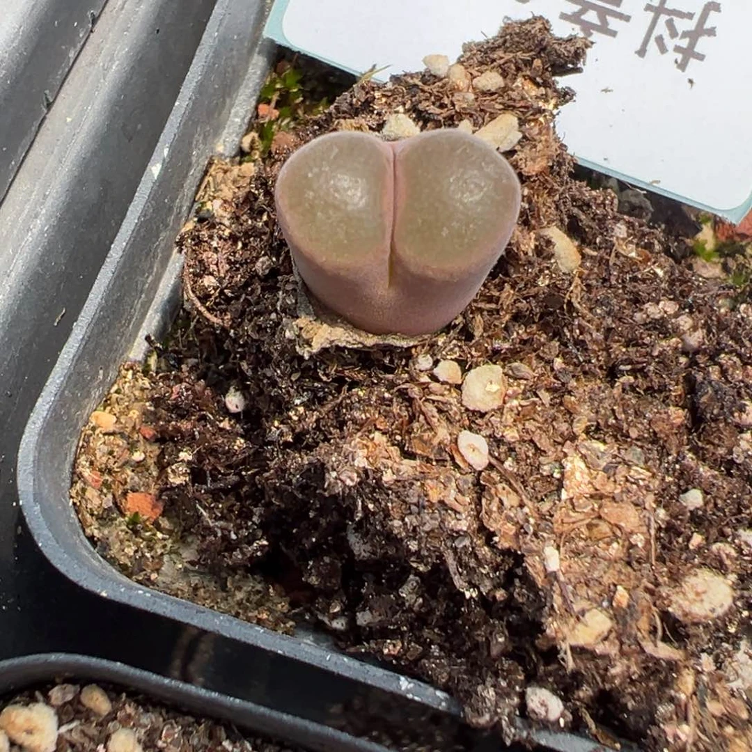 4-25肉锥多肉植物，