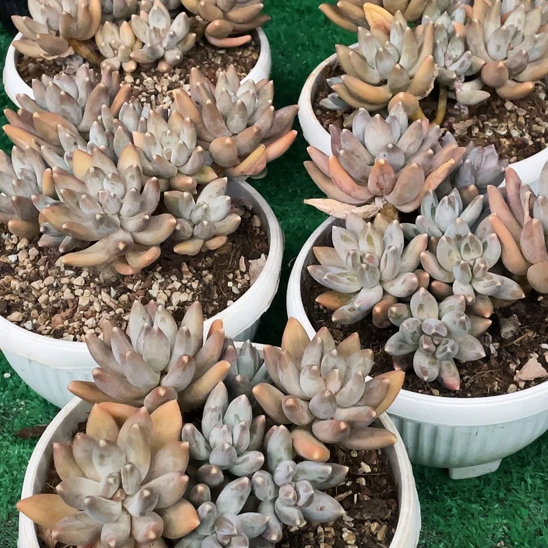 整桩无砍多头松果美人一颗