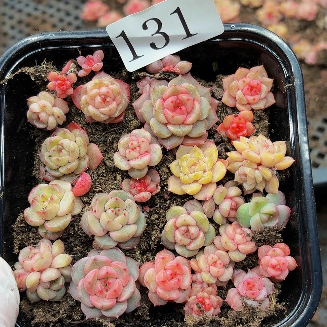 多肉植物多肉植物131