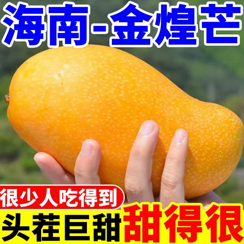 【海南三亚直发】海南金煌芒现摘树上熟新鲜当季大果薄皮水果芒果