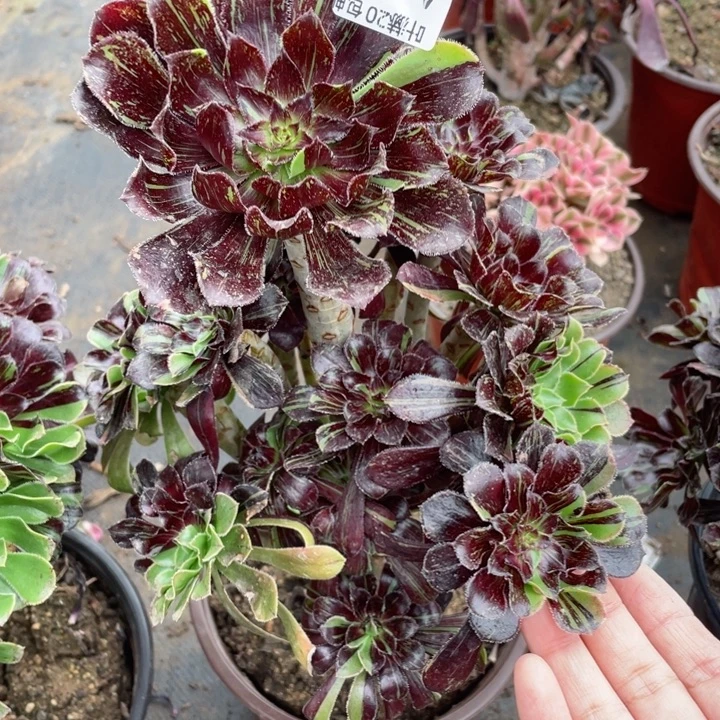 909墨拉丝多肉123456789