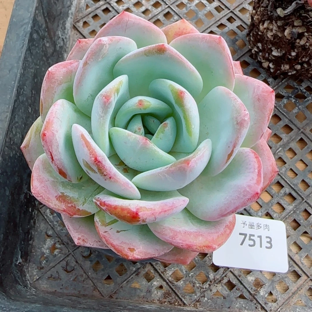 凤橙7513多肉植物