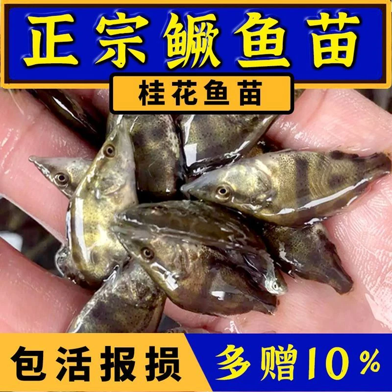 鳜鱼苗桂花鱼苗淡水养殖食用翘嘴鳜大眼鳜斑鳜鱼肉食活体鲈鱼鱼苗