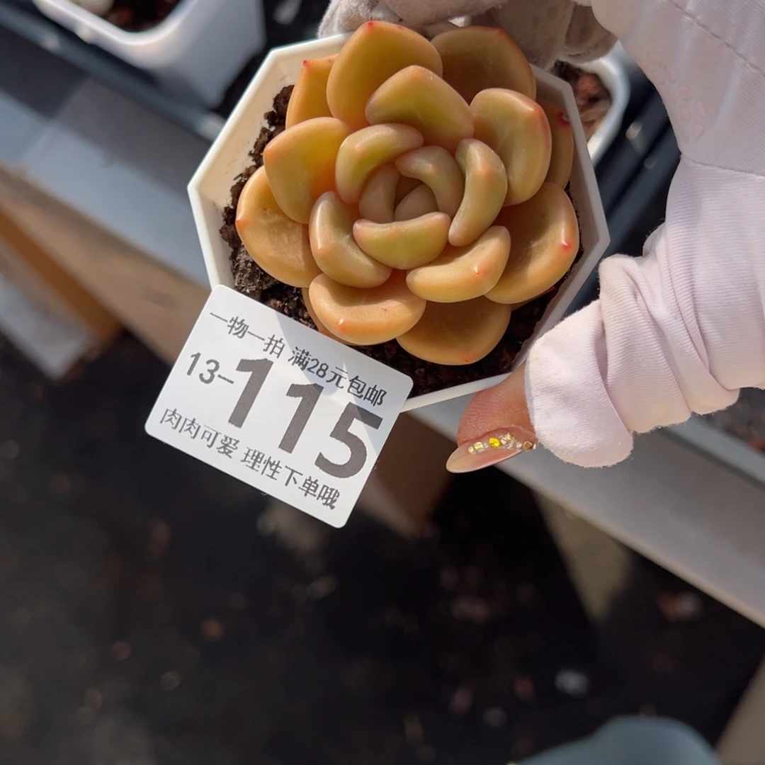 白兰地多肉多肉多肉多