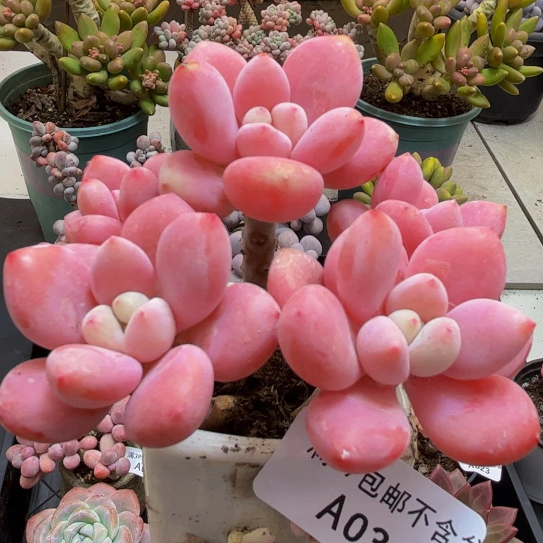 031/8cm樱花洛神多肉植物