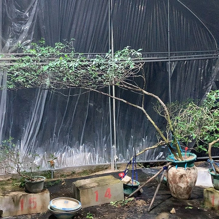 当前无花栽培后可以开花麦*1