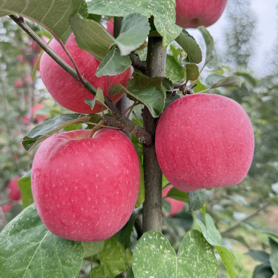 瑞香红苹果脆甜多汁新鲜采摘现摘现发