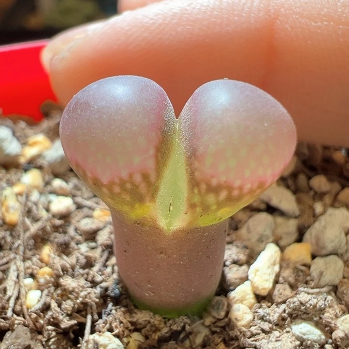 369。优选1791 冷香风铃。