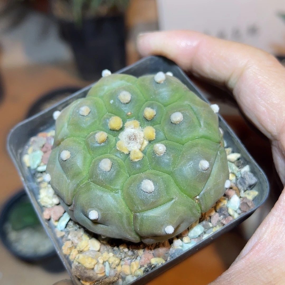 实生大尤龟甲兜一物一拍