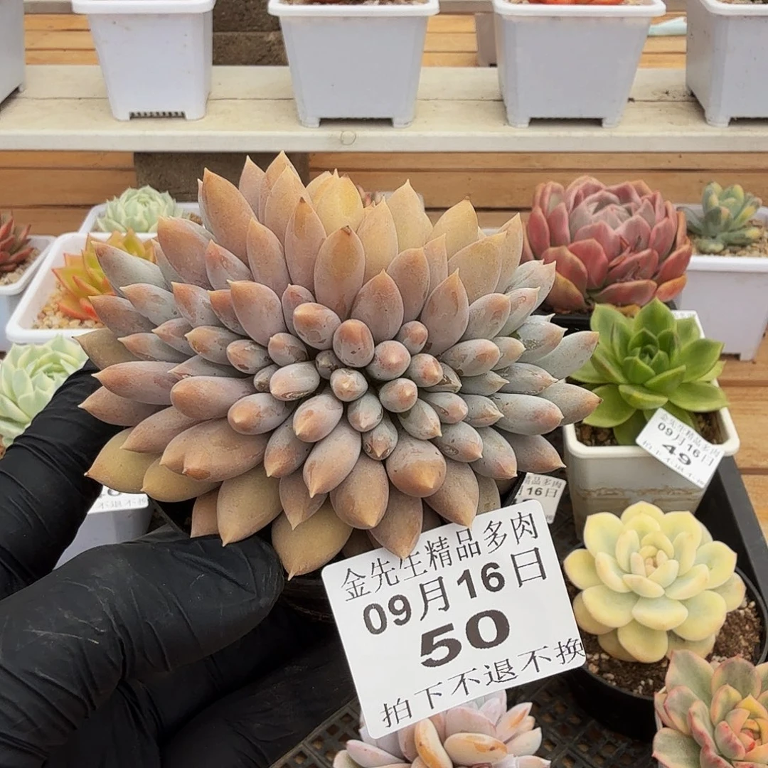 0916-50哥特萝莉缀