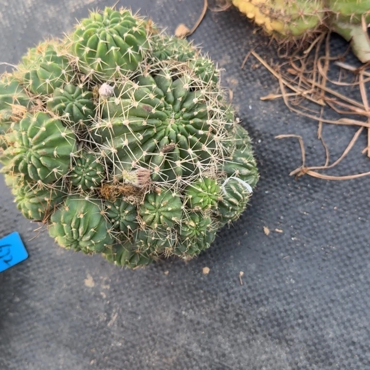 丽花仙人球仙人掌671
