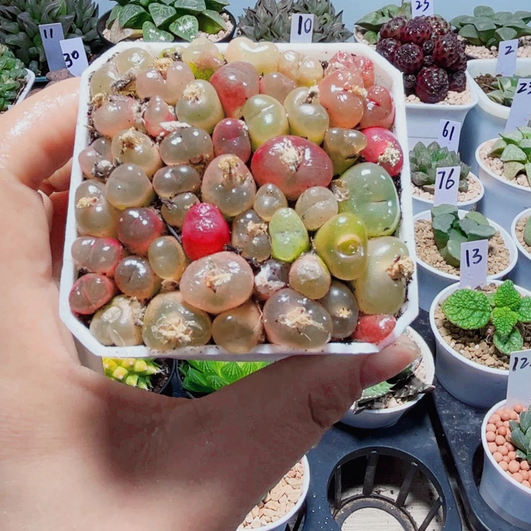 毛汗尼多肉植物6666