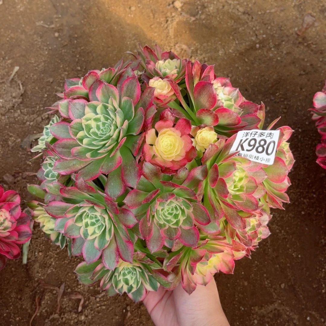 980海王 冠幅25左右