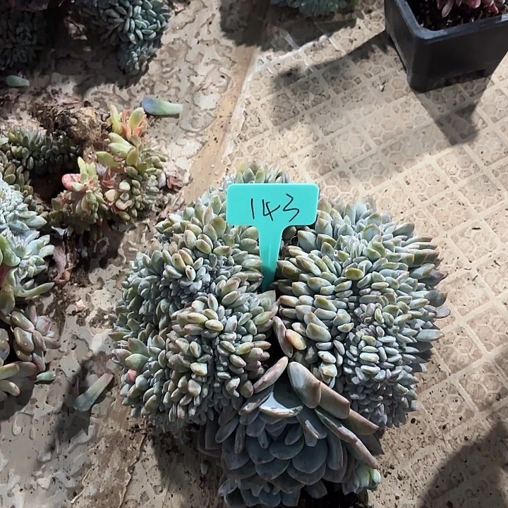 星颖缀化多头群山143