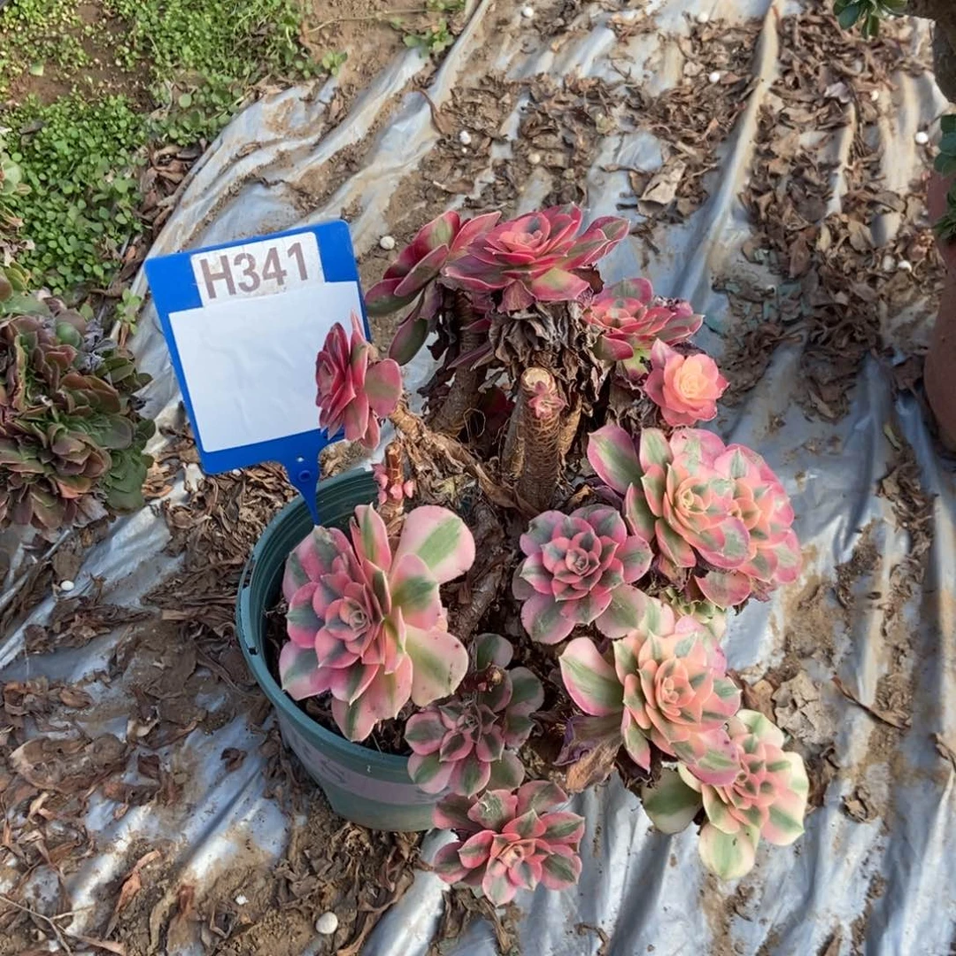 清****341荔枝干伤处理断枝