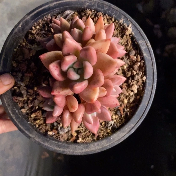 钮**橙多肉植物一物一拍