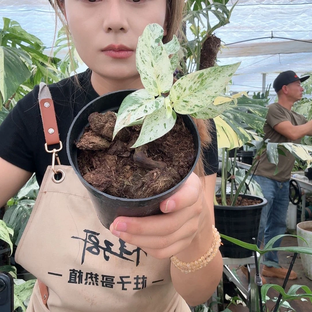 钧***锵无花朵薄荷麒麟尾福利