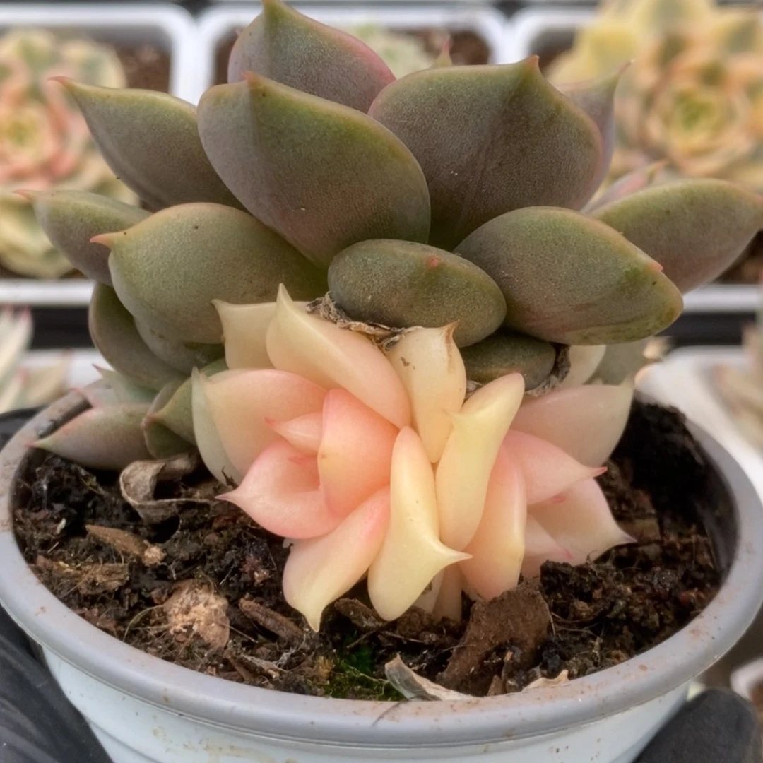 591贝加尔湖锦锦锦锦锦锦