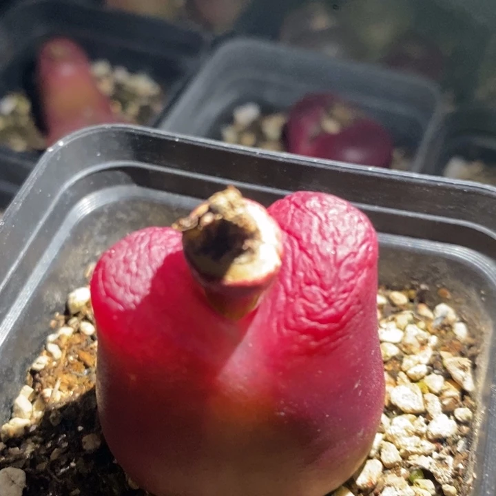 22275一个一个一个