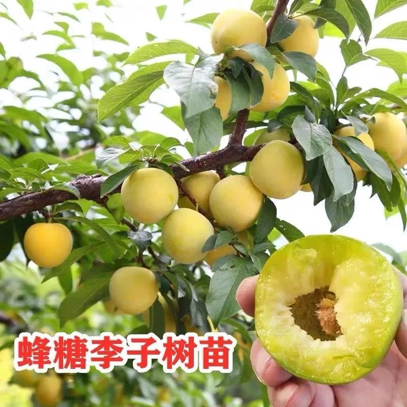 国峰十七号李子树苗南北方种果树苗嫁接蜂糖李子苗晚熟脱骨西梅李