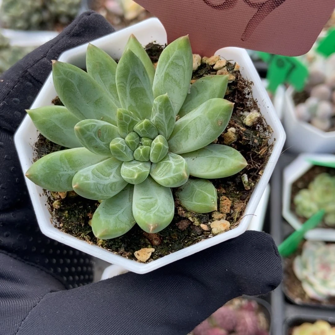 7009雨花石多肉植物保护
