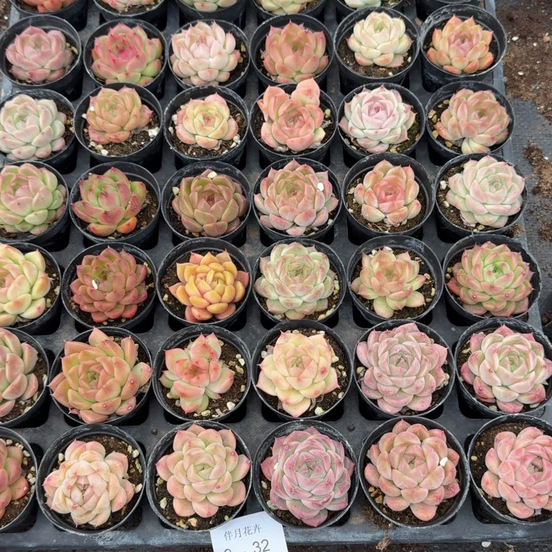 9-32麦秆一筐量拍