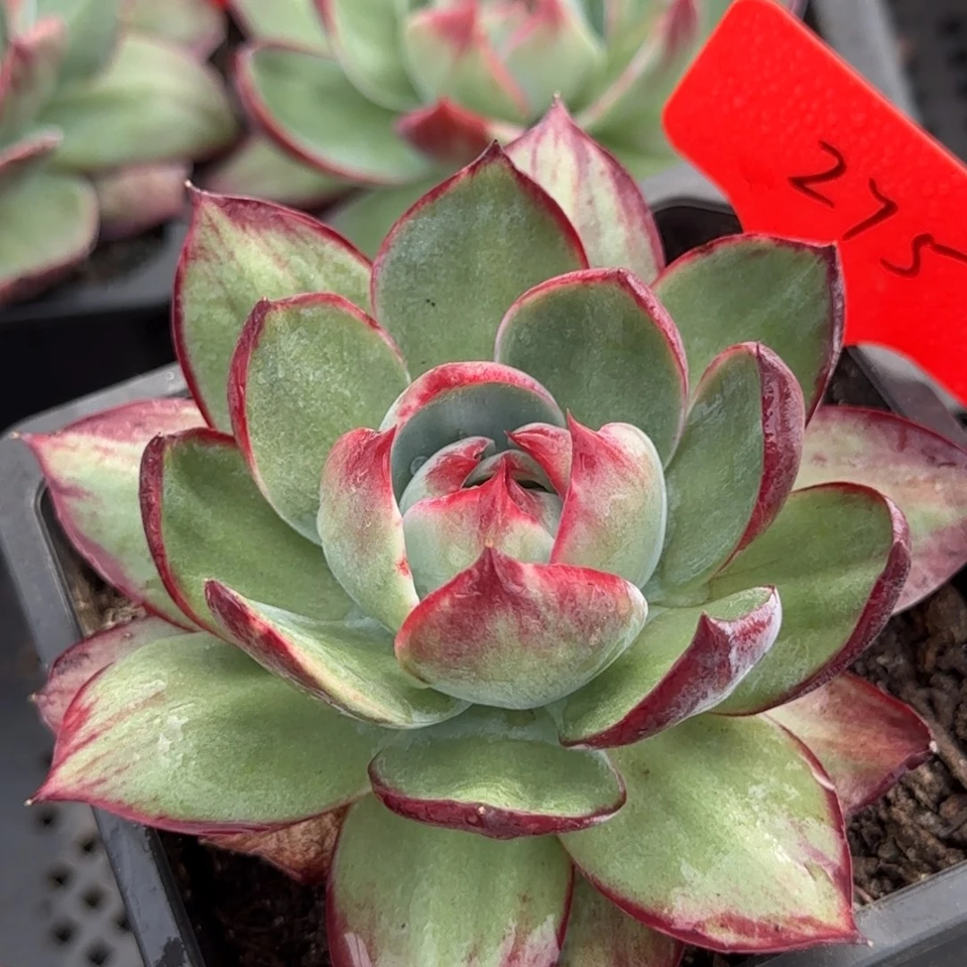 惊鸿一物一拍包装收缩花旱275