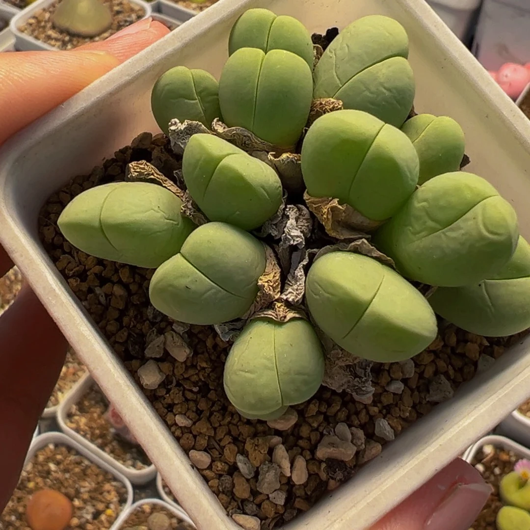 085多肉植物种类多样