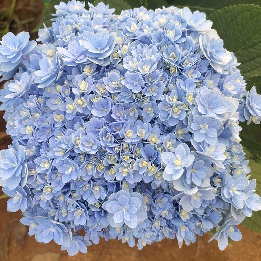 绣球切花一物一拍3枝包邮，231