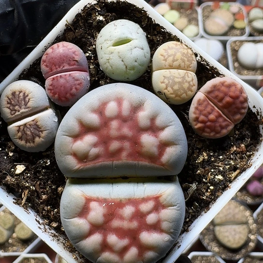 生石花1111111。 223