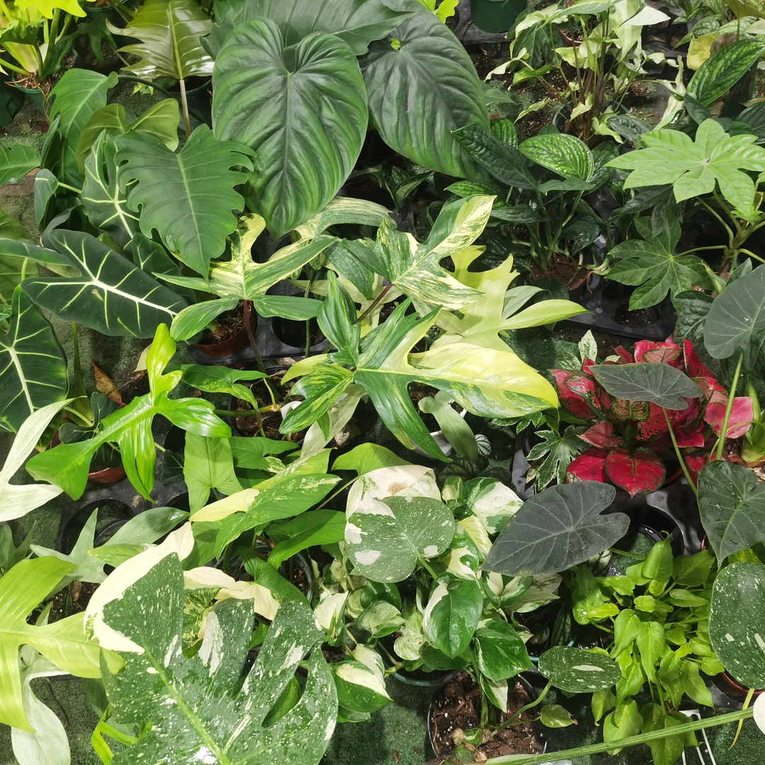 绿植直播间一物一拍