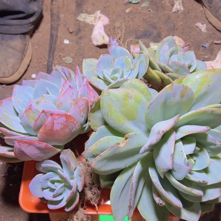 箁***埃地栽白凤1棵，血凤1棵（（包邮不包损）