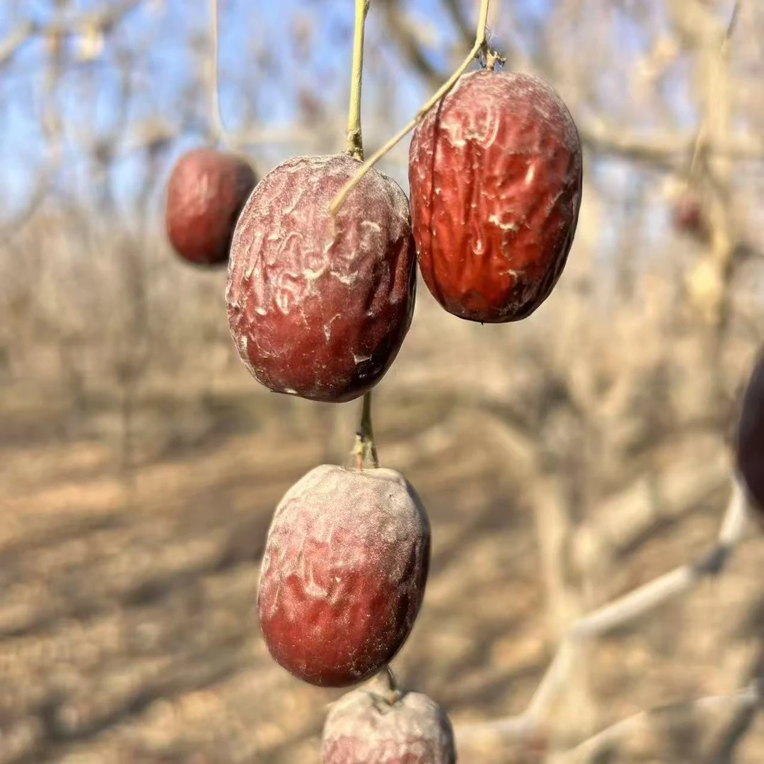 【新疆直发】2025年新枣 土灰枣带土吊干枣 不清洗新疆红枣