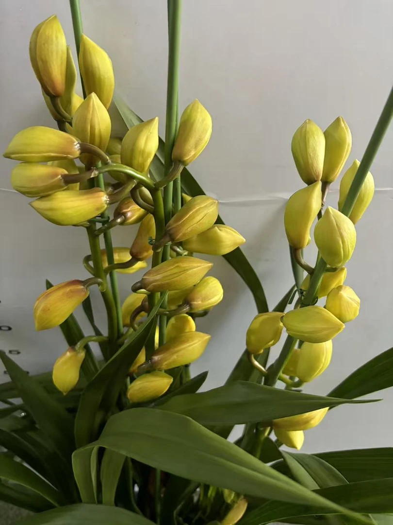 老黑家的蕙兰 【黄色新品种蕙兰】 大花惠兰 年宵花 春节室内盆栽